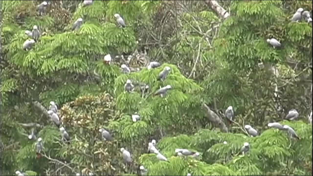 African grey parrots video