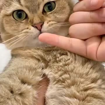 cute cat calling sell phone