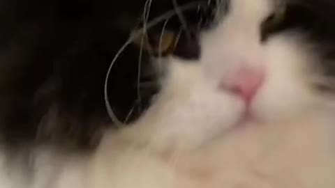 Baby Cats - Funny and Cute Baby Cat Videos Compilation