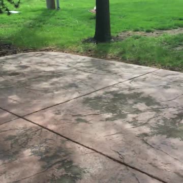 Enorme pavo salvaje golpea la puerta delantera