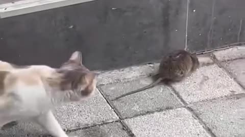 Mouse versus cat