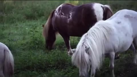 Horse_Video,_Short_Animals_Video,_4k_Animal_Videos(480p)