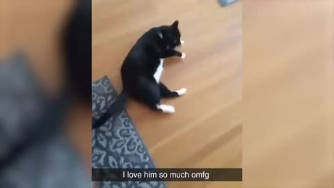 Funny Cat Videos That Will Make You Laugh 🤣