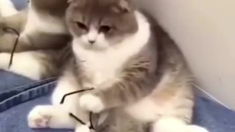 Funny cat video