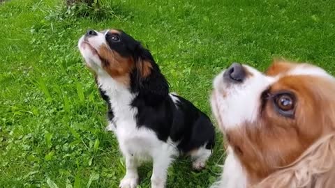 (Whining, Whimpering, growling, barking), Cavalier King Charles Spaniel