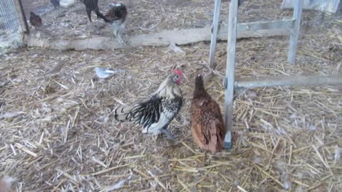 Buff silkie pullets (7)