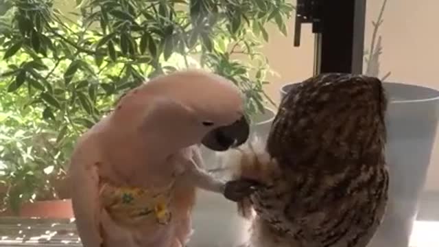 🤨🧐 Amazed Cockatoo Feel Jealous With Owl 🦉