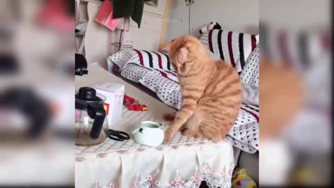 you will die of laughter with these funny cats