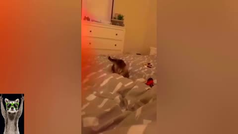 New Funny Animals 😂 Funniest Cats and Dogs Videos 😺🐶