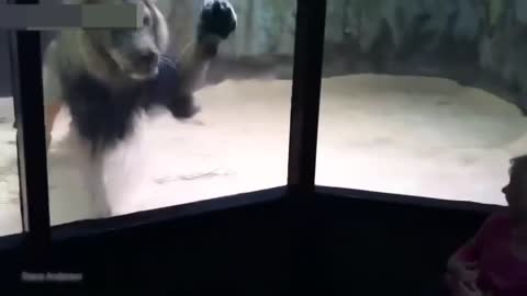Video of cute and adorable animals funniest moments just for laughs