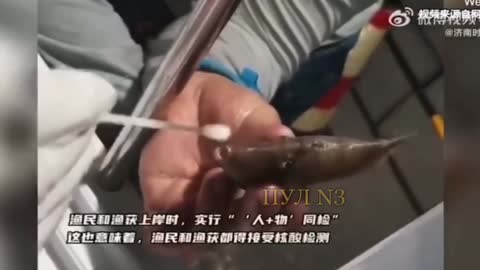 Fish are being PCR tested for COVID-19 in China before they go on the market. Fish don't have lungs.