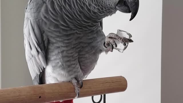 Grey Parrot Eats Ice Cube to Cool Down in Heat Wave