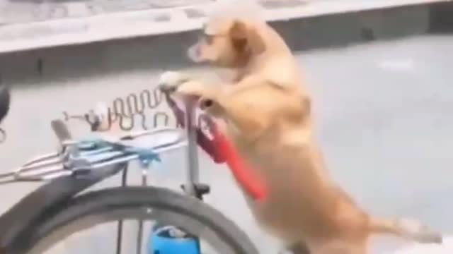 my lillte dog learnt how to perform professional skating