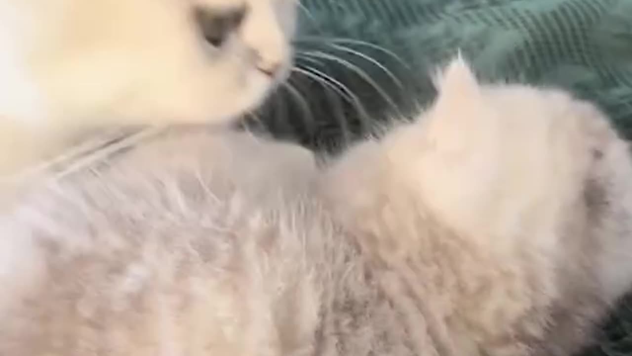 British Shorthair kittens and cats available at Amiryck