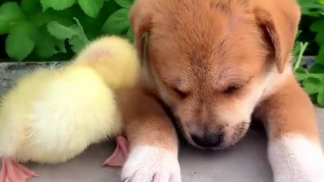 The relationship between the little duck and the puppy is so good