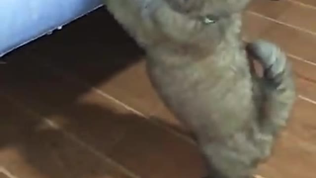 shihtzo so cute puppy puppies playing