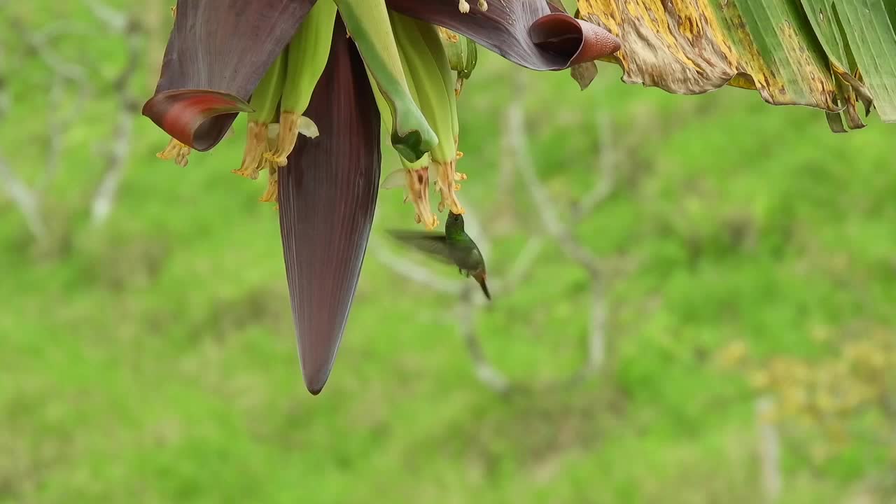 Beautiful Birds