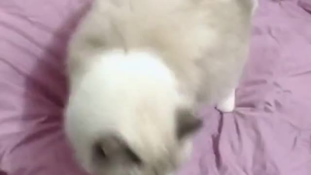 Cute Fluffy tail cat | funny cat Shorts videos 2021