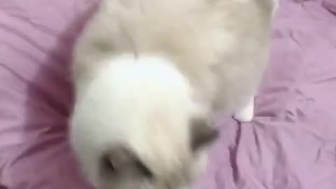 Cute Fluffy tail cat | funny cat Shorts videos 2021