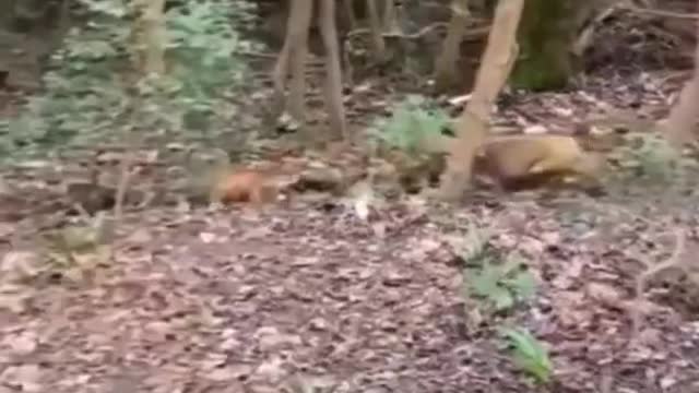 Brave Dog Challenges A Group Of Wild Monkey, But It Fail...