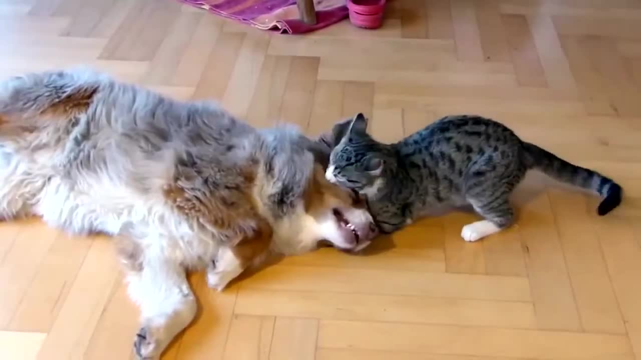 Cat playing with her dog - funny, sweet, adorable.mp4