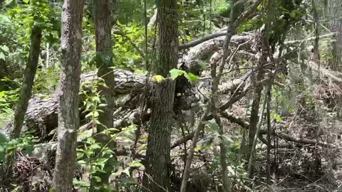 WILD LIVE AT BARATARIA PRESERVE LOUISIANA USA