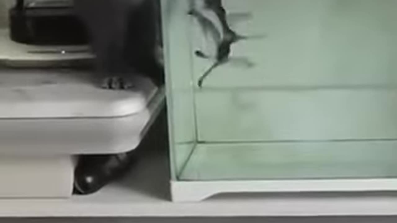 Funny videos//Funny animals video 😅😹😹😹😹