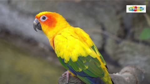 Very beautiful parrot1