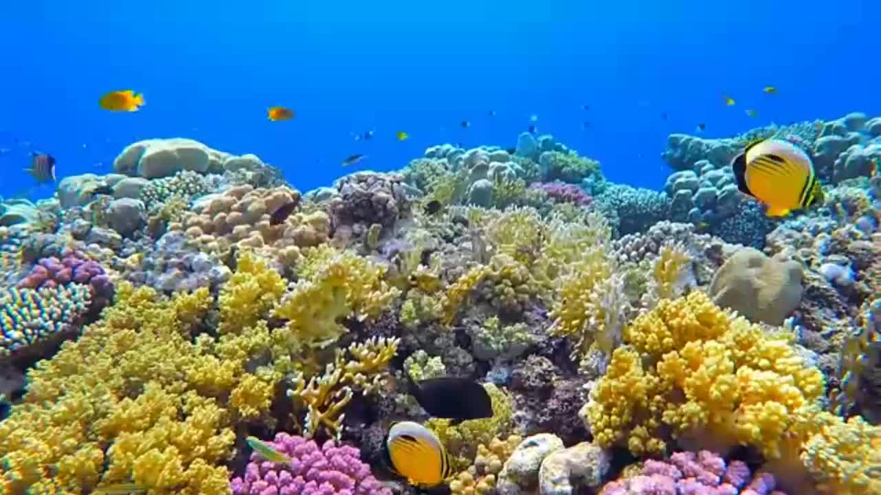 Colorful coral reef of marine life with many fish in the Red Sea Video 2021