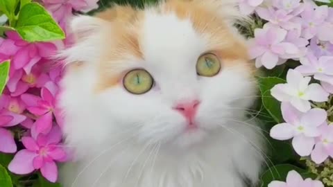 Cats in flowers