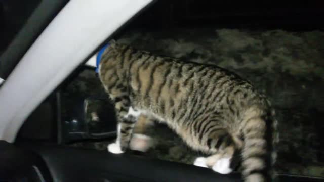 CAT IN CAR....NEW AMAZING 100% funny video) TOP NEW FUNNY VIDEO