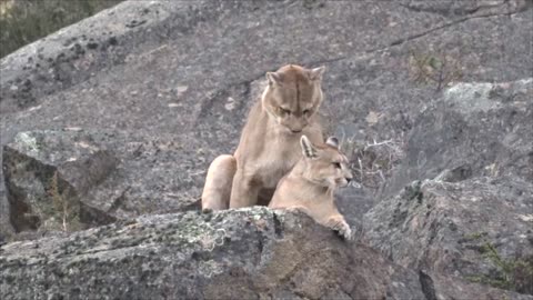 Pumas Get Frisky