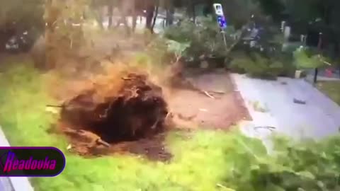 Δέντρο-Μόσχα