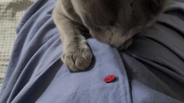 cat biting a button