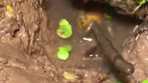 Eel fishing 😲 Catch Eels From Hole Using Hook 😍 RELAX FOR LIFE #6 ​