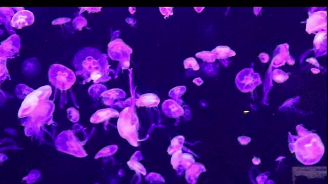 Jelly fish overpowered by coloured lights!