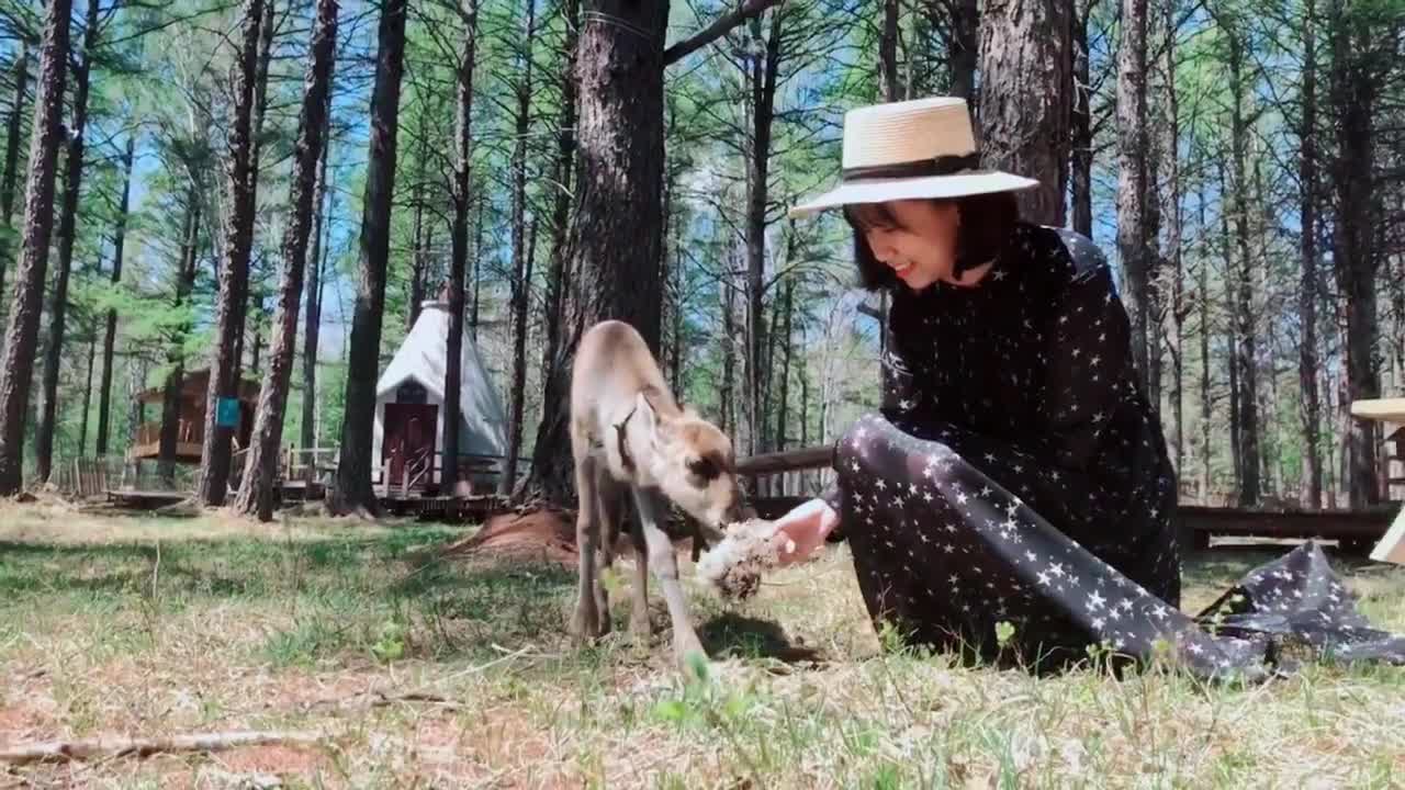 A lady is feeding a lamb