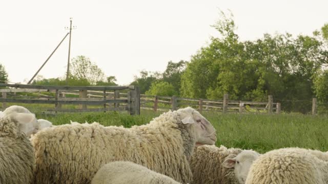 Sheep