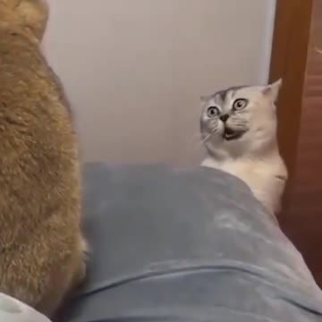 haha so funny cats 😂😆🤣🤣