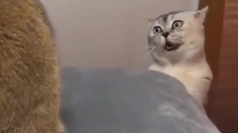 haha so funny cats 😂😆🤣🤣