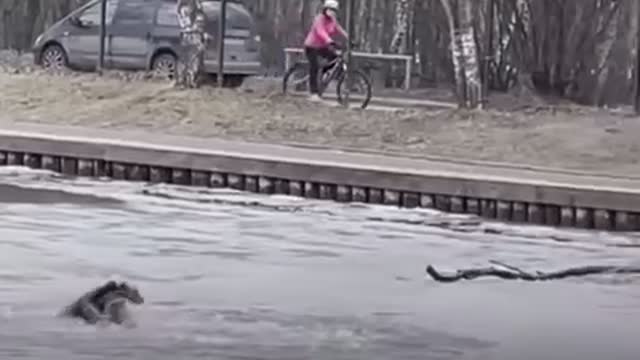 A man risking his life to save a drowning dog🥰