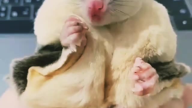 Cute animal video in world USA UK