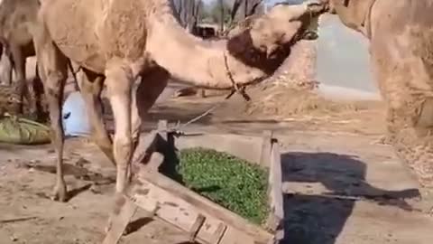 Kissing couple camel