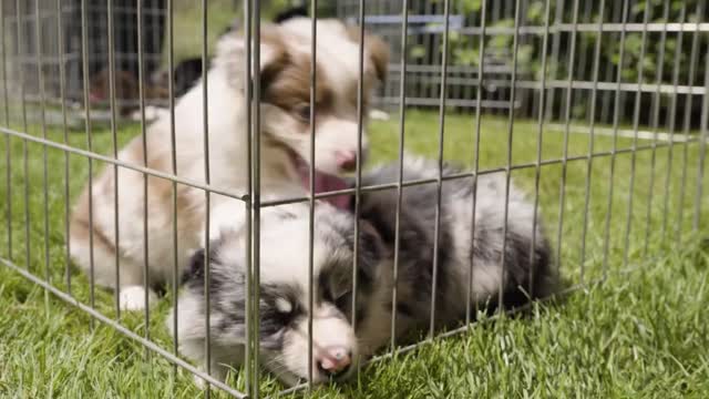 A cute puppy tries to get out of a cage on grass, bites it