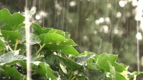 Rain Sounds For Sleep - Heavy rain sounds in misty forest 1 hour