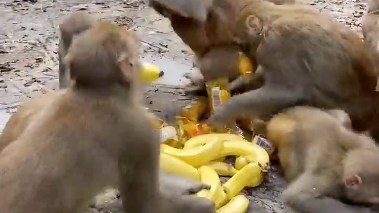 The monkey king first takes three banana monkeys