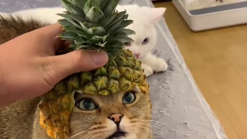 Cat become the king