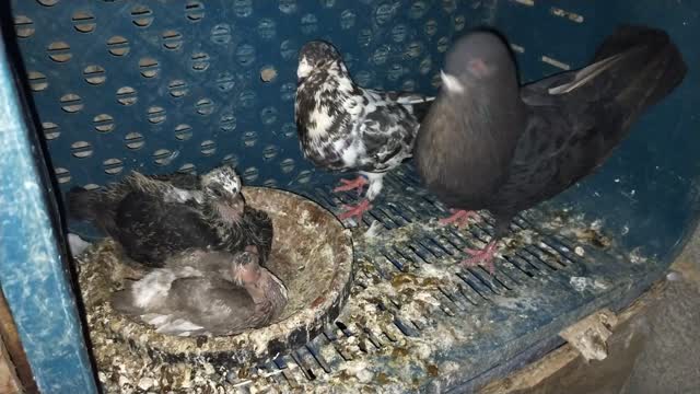 A pigeon feeds its young chicks