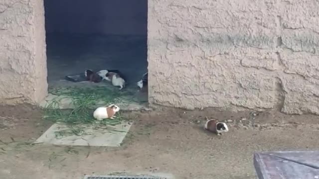 A bunch of cute little guys; these aren't bunnies, folks; they're guinea pigs