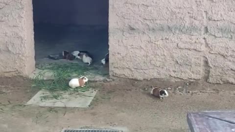 A bunch of cute little guys; these aren't bunnies, folks; they're guinea pigs